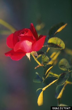 rose, Rosa spp.  (Rosales: Rosaceae) - 1317047