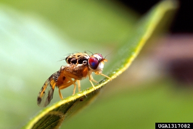 Mediterranean fruit fly, Medfly, Ceratitis capitata  (Diptera: Tephritidae) - 1317082