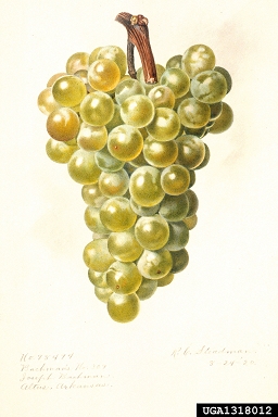 grape, Vitis spp.  (Rhamnales: Vitaceae) - 1318012