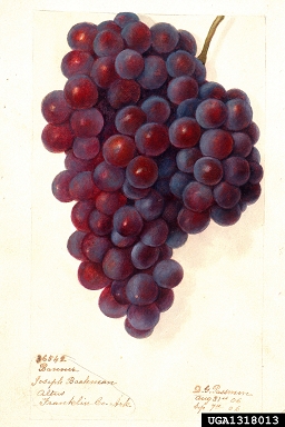 grape, Vitis spp.  (Rhamnales: Vitaceae) - 1318013