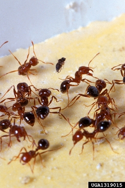 fire ant decapitating flies (Pseudacteon spp. ) on fire ant (Solenopsis geminata ) - 1319015