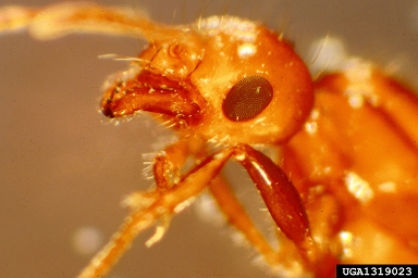 red imported fire ant, Solenopsis invicta  (Hymenoptera: Formicidae) - 1319023