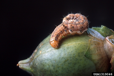 bollworm, Helicoverpa zea  (Lepidoptera: Noctuidae) - 1319046