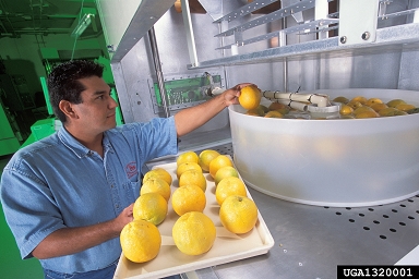 orange, Citrus x sinensis  (Sapindales: Rutaceae) - 1320001