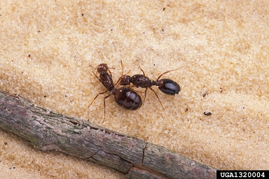 entomophagus fungi (Thelohania solenopsae ) on fire ant (Solenopsis geminata ) - 1320004