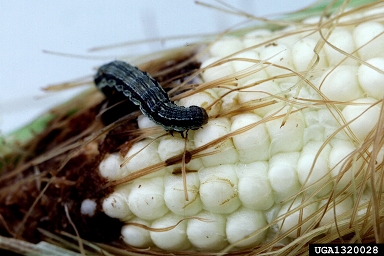 bollworm, Helicoverpa zea  (Lepidoptera: Noctuidae) - 1320028