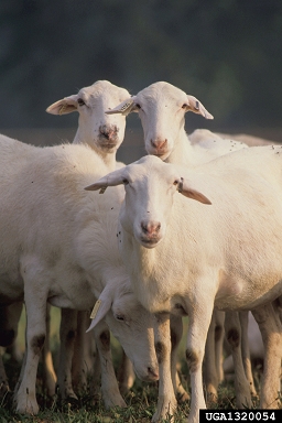 sheep, Ovis aries  (Artiodactyla: Bovidae) - 1320054