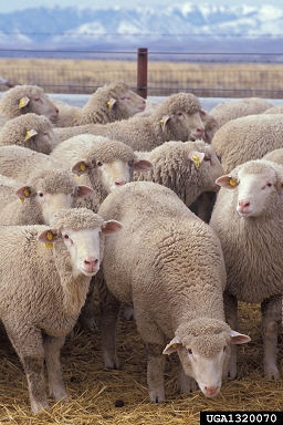 sheep, Ovis aries  (Artiodactyla: Bovidae) - 1320070