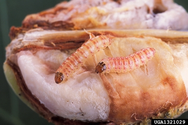 pink bollworm (Pectinophora gossypiella ) on cotton (Gossypium hirsutum ) - 1321029