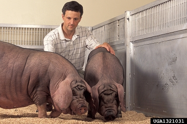 pig (domestic), Sus scrofa (domestic type) (Artiodactyla: Suidae) - 1321031