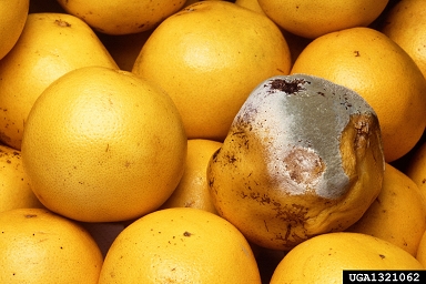 green mold (Penicillium digitatum ) on grapefruit (Citrus x paradisi ) - 1321062