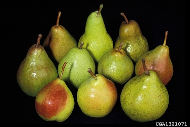 pear, Pyrus spp.  (Rosales: Rosaceae) - 1321071