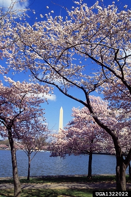 plum/cherry, Prunus spp.  (Rosales: Rosaceae) - 1322022