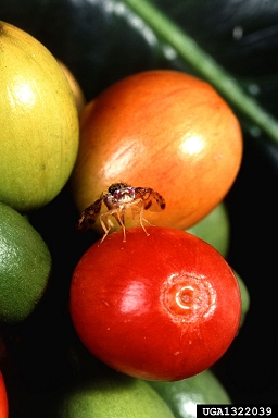 Mediterranean fruit fly, Medfly, Ceratitis capitata  (Diptera: Tephritidae) - 1322039