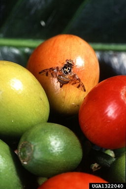 Mediterranean fruit fly, Medfly, Ceratitis capitata  (Diptera: Tephritidae) - 1322040