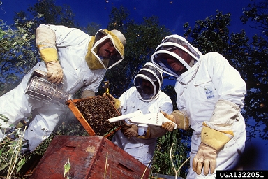 Africanized honey bee, Apis mellifera scutellata (Hymenoptera: Apidae) - 1322051