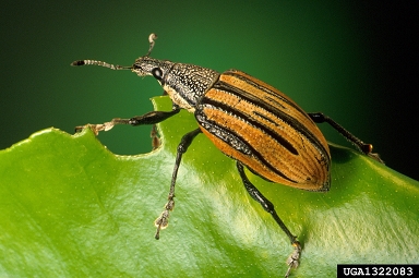 Diaprepes root weevil, Diaprepes abbreviatus  (Coleoptera: Curculionidae) - 1322083