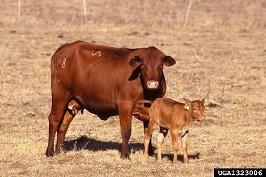 cattle, Bos spp.  (Artiodactyla: Bovidae) - 1323006