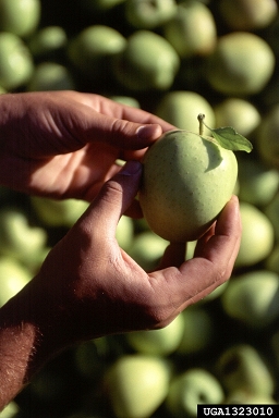 apple, Malus domestica  (Rosales: Rosaceae) - 1323010