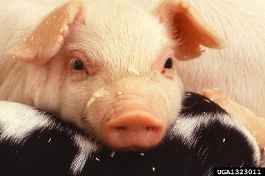 pig (domestic), Sus scrofa (domestic type) (Artiodactyla: Suidae) - 1323011