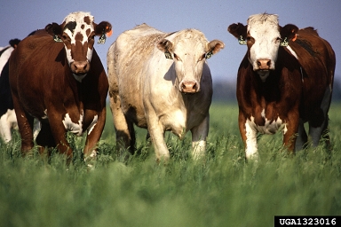 cattle, Bos spp.  (Artiodactyla: Bovidae) - 1323016