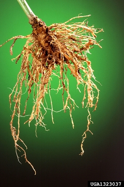 root-knot nematode (Meloidogyne incognita ) on pepper (Capsicum spp. ) - 1323037
