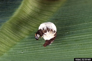 white muscadine disease (Beauveria bassiana ) on European corn borer (Ostrinia nubilalis ) - 1323048