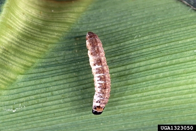 white muscadine disease (Beauveria bassiana ) on European corn borer (Ostrinia nubilalis ) - 1323050