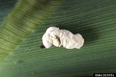 white muscadine disease (Beauveria bassiana ) on European corn borer (Ostrinia nubilalis ) - 1323051