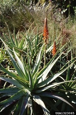 aloe, Aloe spp.  (Liliales: Aloaceae) - 1323065