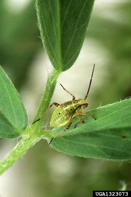 tarnished plant bug, Lygus lineolaris  (Hemiptera: Miridae) - 1323073