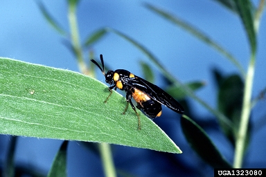 melaleuca sawfly, Lophyrotoma zonalis  (Hymenoptera: Pergidae) - 1323080