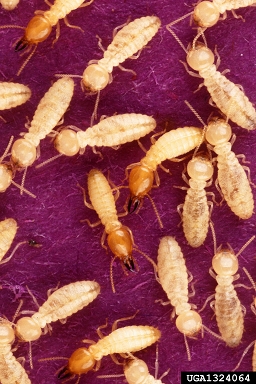 formosan subterranean termite, Coptotermes formosanus  (Isoptera: Rhinotermitidae) - 1324064