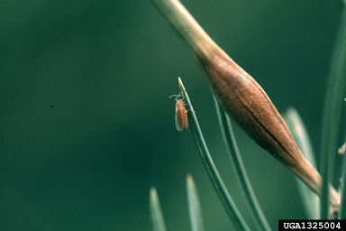 pinyon spindlegall midge, Pinyonia edulicola  (Diptera: Cecidomyiidae) - 1325004