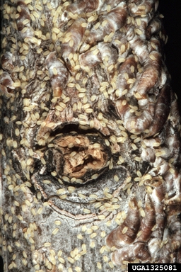 oystershell scale, Lepidosaphes ulmi  (Hemiptera: Diaspididae) - 1325081