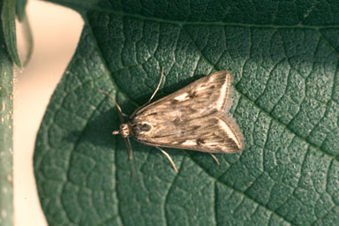 alfalfa webworm (Loxostege cereralis ) on alfalfa (Medicago sativa ) - 1326012