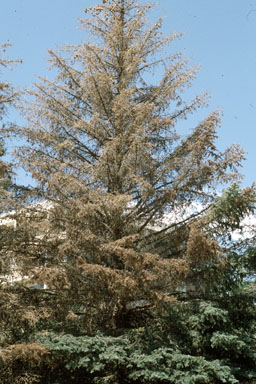  blue spruce engraver (Ips hunteri ) on blue spruce (Picea pungens ) - 1326058