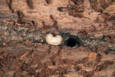  blue spruce engraver (Ips hunteri ) on blue spruce (Picea pungens ) - 1326059
