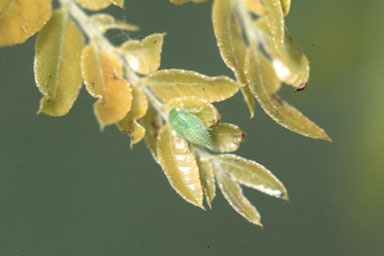 honeylocust leafhopper (Macropsis fumipennis ) on honeylocust (Gleditsia triacanthos ) - 1326068