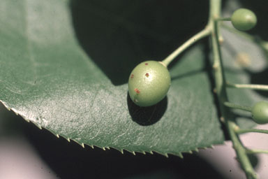 cherry curculio, Anthonomus consors  (Coleoptera: Curculionidae) - 1326086