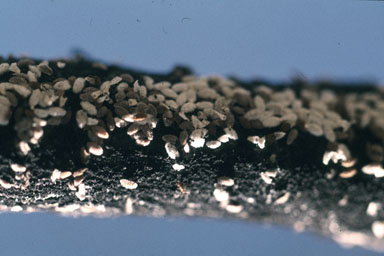 European elm scale (Eriococcus spuria ) on American elm (Ulmus americana ) - 1326117