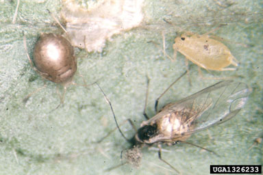 green peach aphid, Myzus persicae  (Hemiptera: Aphididae) - 1326233