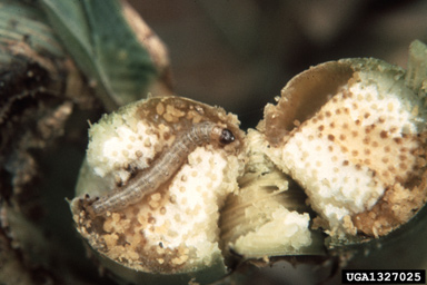 European corn borer (Ostrinia nubilalis ) on corn (Zea mays ) - 1327025