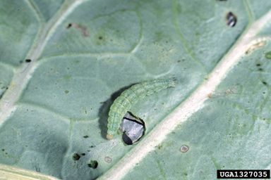 diamondback moth (Plutella xylostella ) on cabbage (Brassica oleracea var. capitata) - 1327035