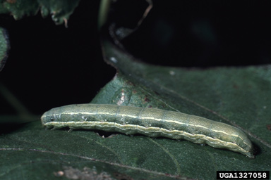 beet armyworm (Spodoptera exigua ) on cotton (Gossypium hirsutum ) - 1327058