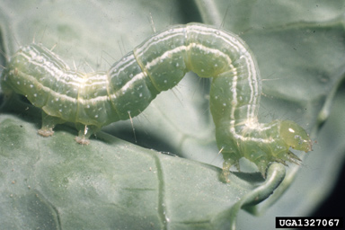 cabbage looper (Trichoplusia ni ) on cabbage (Brassica oleracea var. capitata) - 1327067