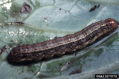 fall armyworm (Spodoptera frugiperda ) on cabbage (Brassica oleracea var. capitata) - 1327072
