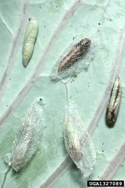 diamondback moth (Plutella xylostella ) on cabbage (Brassica oleracea var. capitata) - 1327089