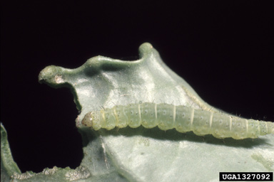 diamondback moth (Plutella xylostella ) on cabbage (Brassica oleracea var. capitata) - 1327092