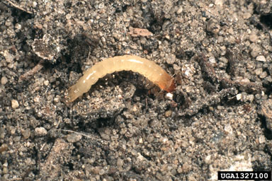 click beetle,    (Coleoptera: Elateridae) - 1327100